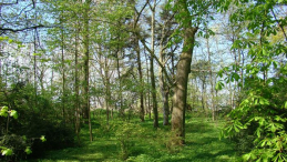 Ogród Dendrologiczny w Przelewicach