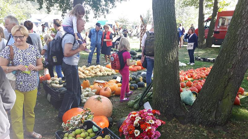 ZŁOTA DYNIA 2016