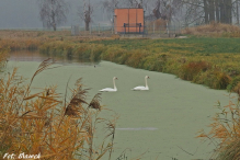 Stargard na Rowery - 100 km na 100-lecie Niepodległości. GALERIA.