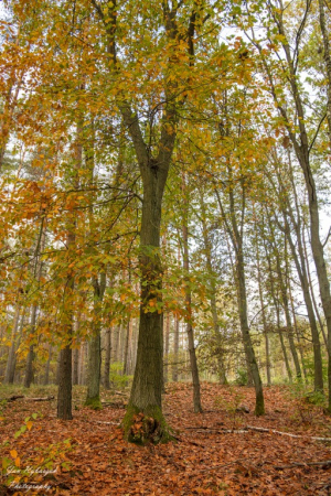 Żegnaj jesień na rok. Photos by Jan Rybaczuk