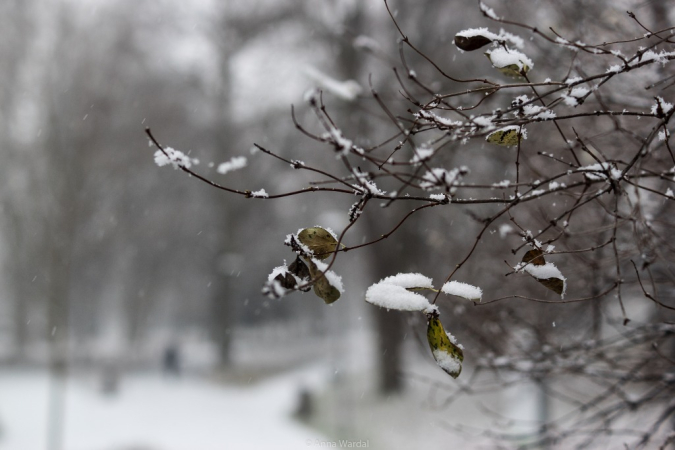Nowy Rok w śnieżnych klimatach. W obiektywie Anny Wardal
