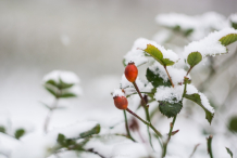 Nowy Rok w śnieżnych klimatach. W obiektywie Anny Wardal