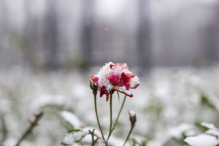 Nowy Rok w śnieżnych klimatach. W obiektywie Anny Wardal