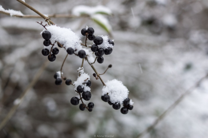 Nowy Rok w śnieżnych klimatach. W obiektywie Anny Wardal