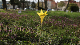 Ogród Pamięci znów zakwitł w Stargardzie. Fotorelacja