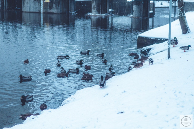 Zimowe klimaty w śnieżnym nastroju.