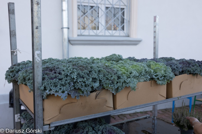 Dla Kuby - festyn w SP 7. Fotorelacja