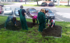 Kwietnik z gwiazdą przy Czarnieckiego