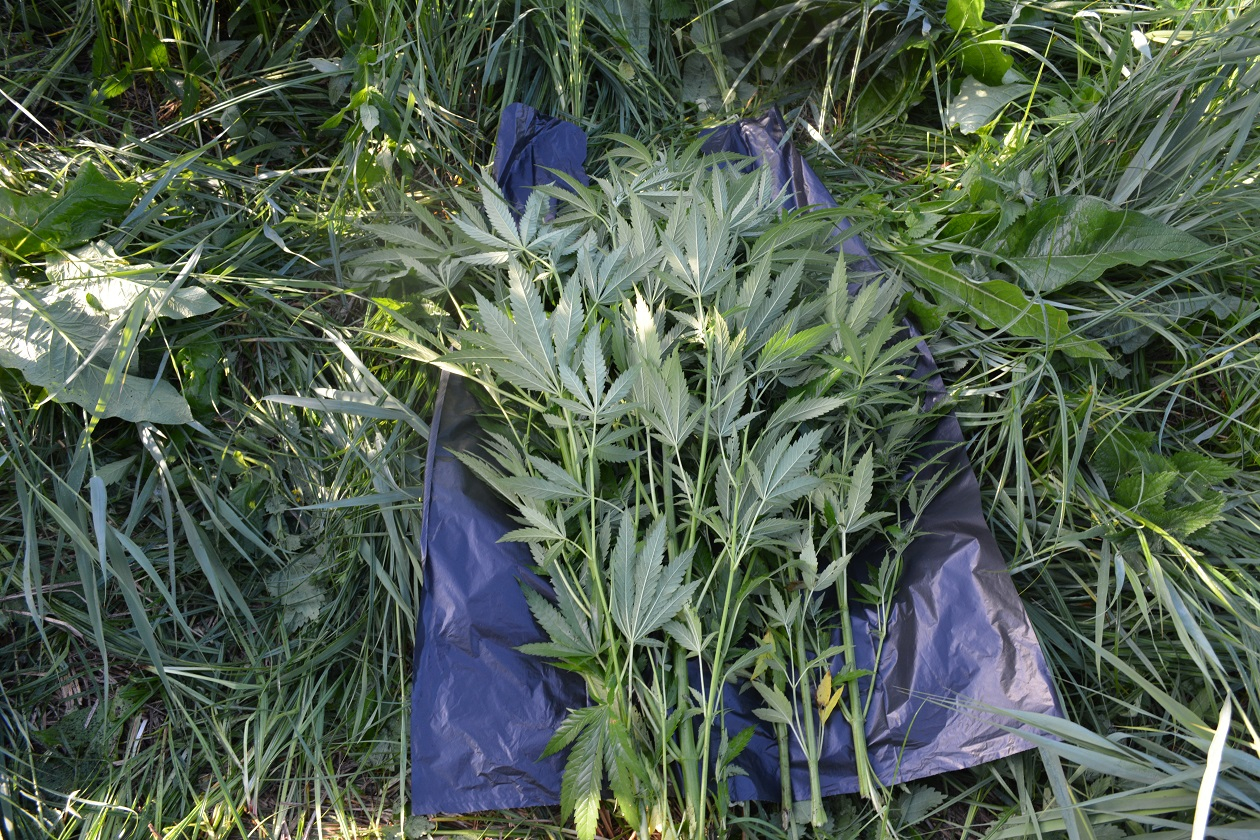 Kryminalni zlikwidowali plantację konopi