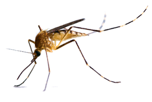 Miasto reaguje na plagę komarów