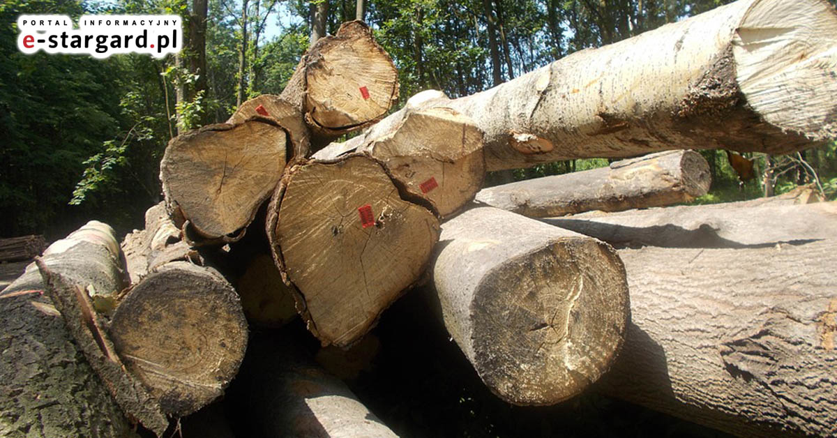 W 2017 r. w Puszczy Białowieskiej wycięto ponad 93 tys. drzew