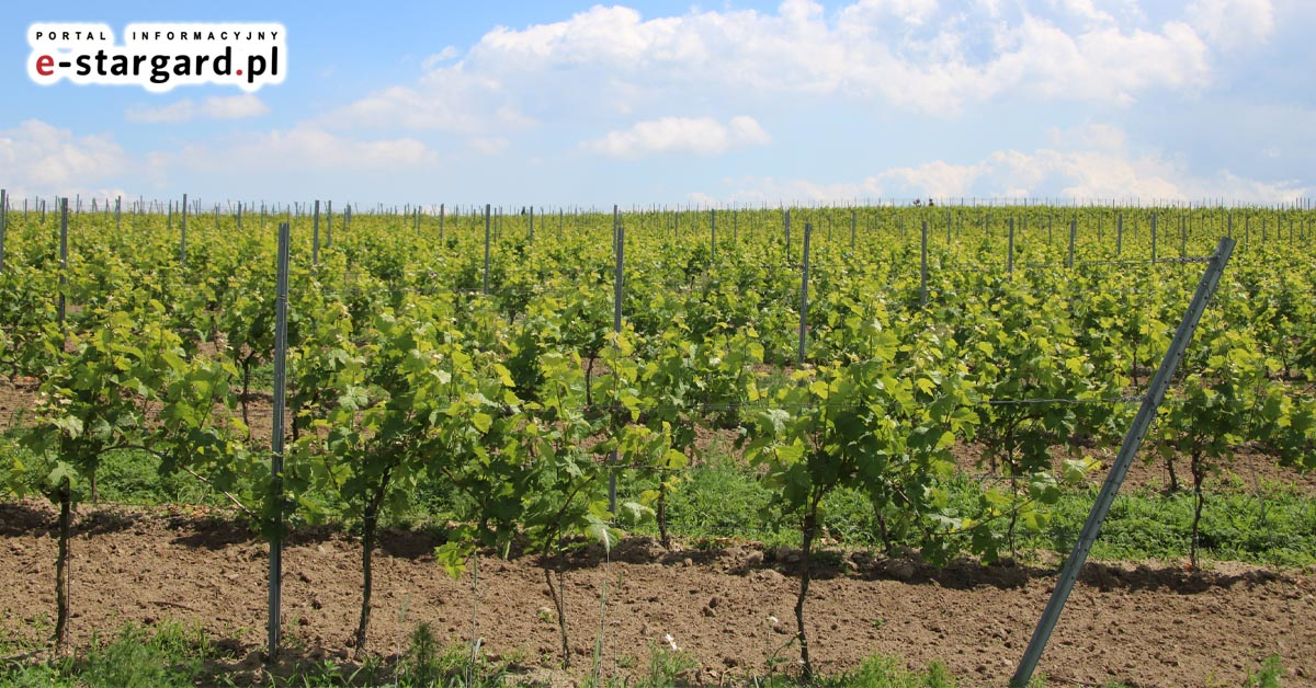 W tym roku zapowiada się słabe winobranie. Gdzie w Polsce produkuje się wino?