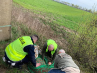 Policjanci stargardzkiej drogówki zatrzymując pociąg pośpieszny pomogli rannemu zwierzęciu