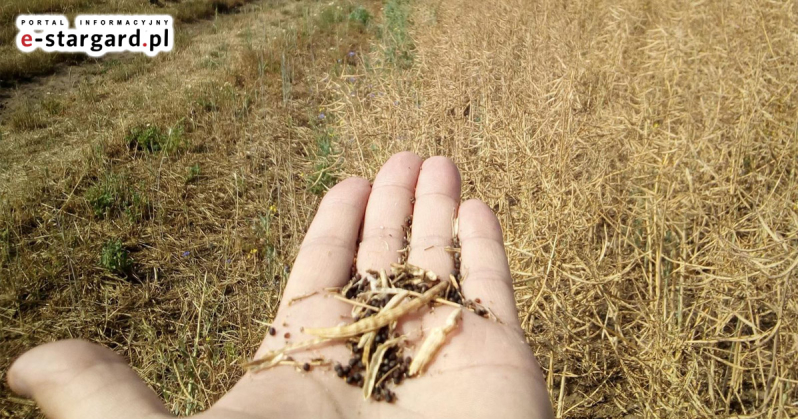 Rolnicy szacują straty- dotkliwe skutki suszy na polach regionu i powiatu stargardzkiego