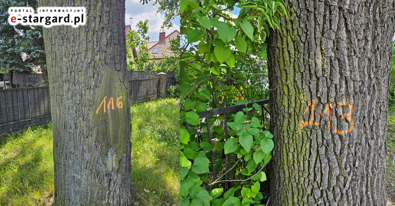 Na drzewach przy ul. Niepodległości pojawiły się numery. W jakim celu?