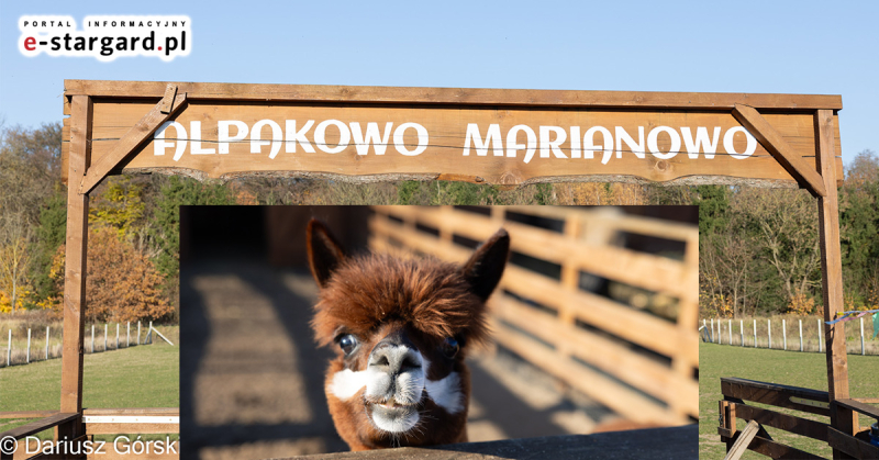 Jesienne klimaty w Alpakowo Marianowo