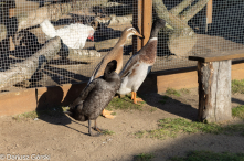 Jesienne klimaty w Alpakowo Marianowo