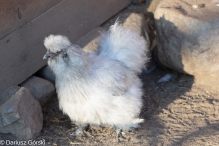 Jesienne klimaty w Alpakowo Marianowo