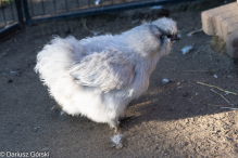 Jesienne klimaty w Alpakowo Marianowo