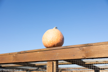 Jesienne klimaty w Alpakowo Marianowo