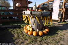 Jesienne klimaty w Alpakowo Marianowo