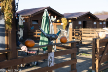 Jesienne klimaty w Alpakowo Marianowo