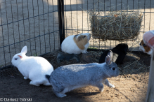 Jesienne klimaty w Alpakowo Marianowo