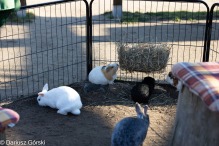 Jesienne klimaty w Alpakowo Marianowo