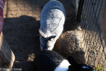 Jesienne klimaty w Alpakowo Marianowo