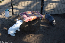 Jesienne klimaty w Alpakowo Marianowo