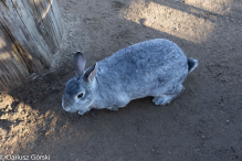 Jesienne klimaty w Alpakowo Marianowo