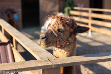 Jesienne klimaty w Alpakowo Marianowo