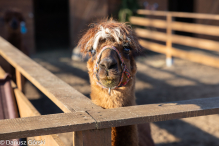 Jesienne klimaty w Alpakowo Marianowo