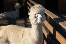 Jesienne klimaty w Alpakowo Marianowo