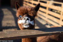 Jesienne klimaty w Alpakowo Marianowo