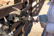 Jesienne klimaty w Alpakowo Marianowo