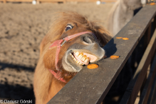 Jesienne klimaty w Alpakowo Marianowo