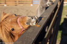 Jesienne klimaty w Alpakowo Marianowo