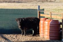 Jesienne klimaty w Alpakowo Marianowo