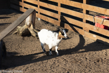 Jesienne klimaty w Alpakowo Marianowo