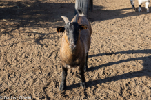 Jesienne klimaty w Alpakowo Marianowo