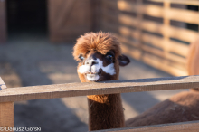 Jesienne klimaty w Alpakowo Marianowo