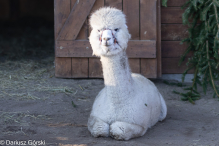 Jesienne klimaty w Alpakowo Marianowo