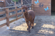Jesienne klimaty w Alpakowo Marianowo