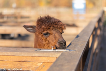 Jesienne klimaty w Alpakowo Marianowo