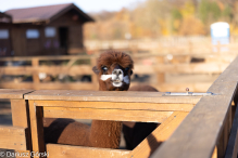 Jesienne klimaty w Alpakowo Marianowo