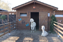 Jesienne klimaty w Alpakowo Marianowo