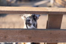 Jesienne klimaty w Alpakowo Marianowo