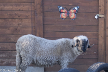 Jesienne klimaty w Alpakowo Marianowo