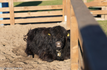 Jesienne klimaty w Alpakowo Marianowo